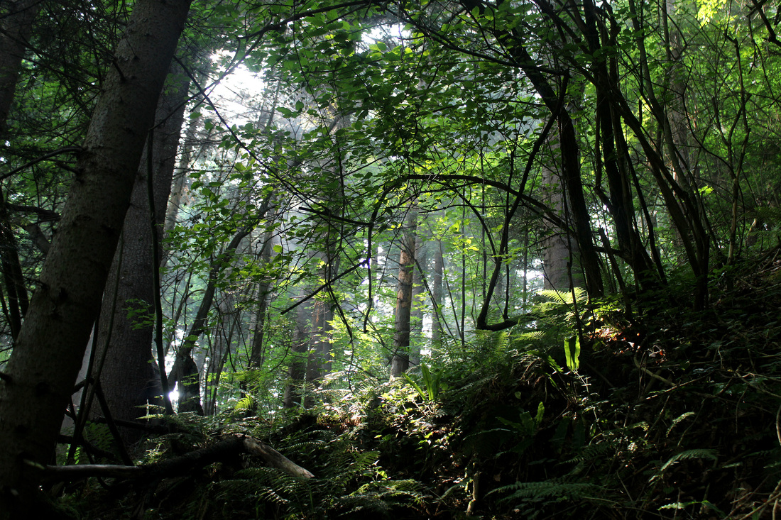 Gusta vegetacija na strmoj sjevernoj igmanskoj padini