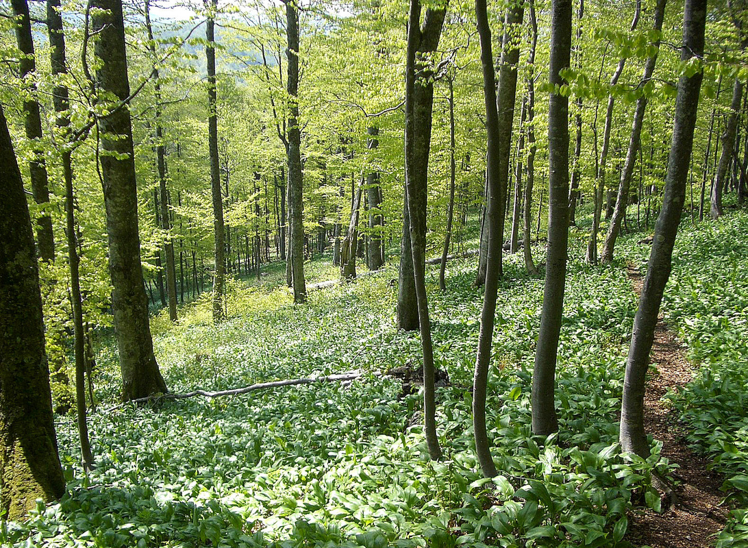 Planinarska staza koja vodi prema grebenu prozi kroz guste bukove šume