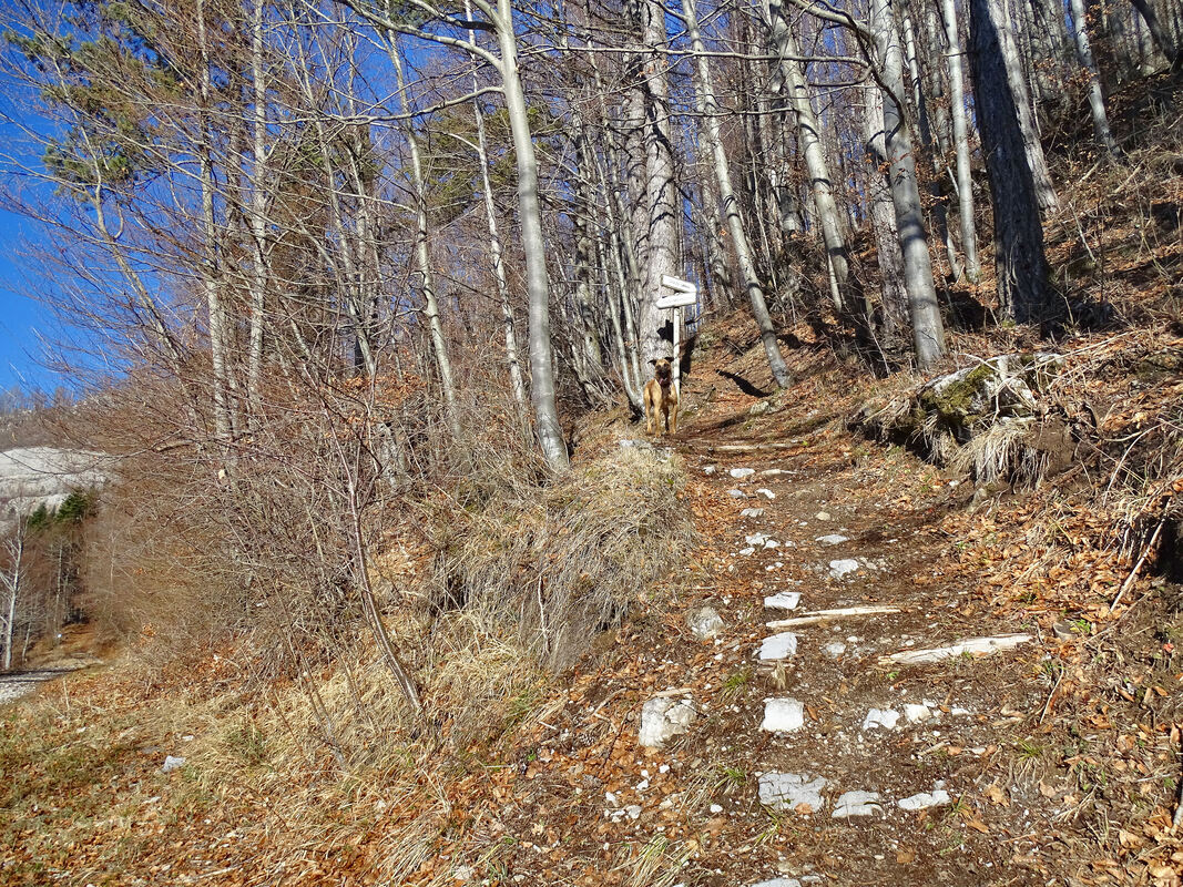 Poučna staza Petra Preradovića na ovome se mjestu odvaja od šumske ceste u fužinarskom  predjelu Mostić.