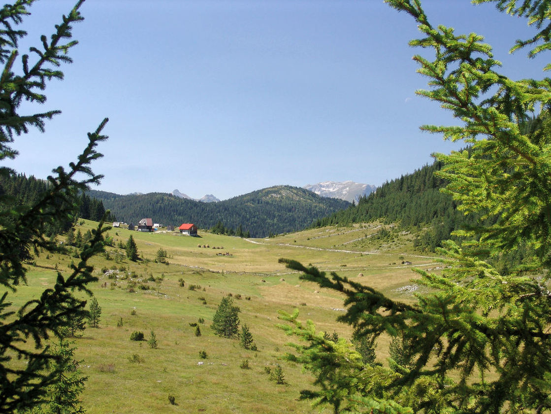 Pašino Polje</font><br>Pogled sa staze Crnogorske planinske transverale CT-1. U pozadini obrasla šmom je velika Orujica (1788 m), a iza nje na horizontu vrhovi su Durmitora.