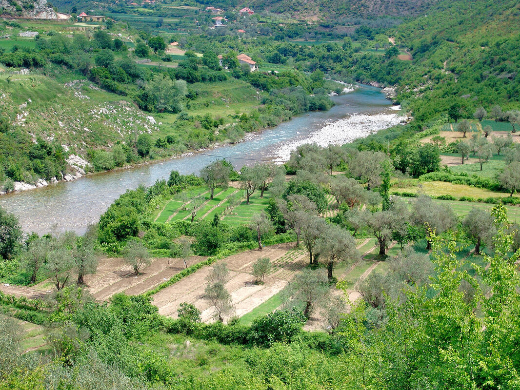 Maslinici uz rijeku Kir, podno brda DrishtaPicture