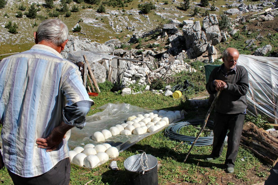 Priprema sira u stočarskom stanu u uvali Gropa e Portës, podno prijevoja Shtegu i Dhënve. Priprema na tradicionalni način - bez 
