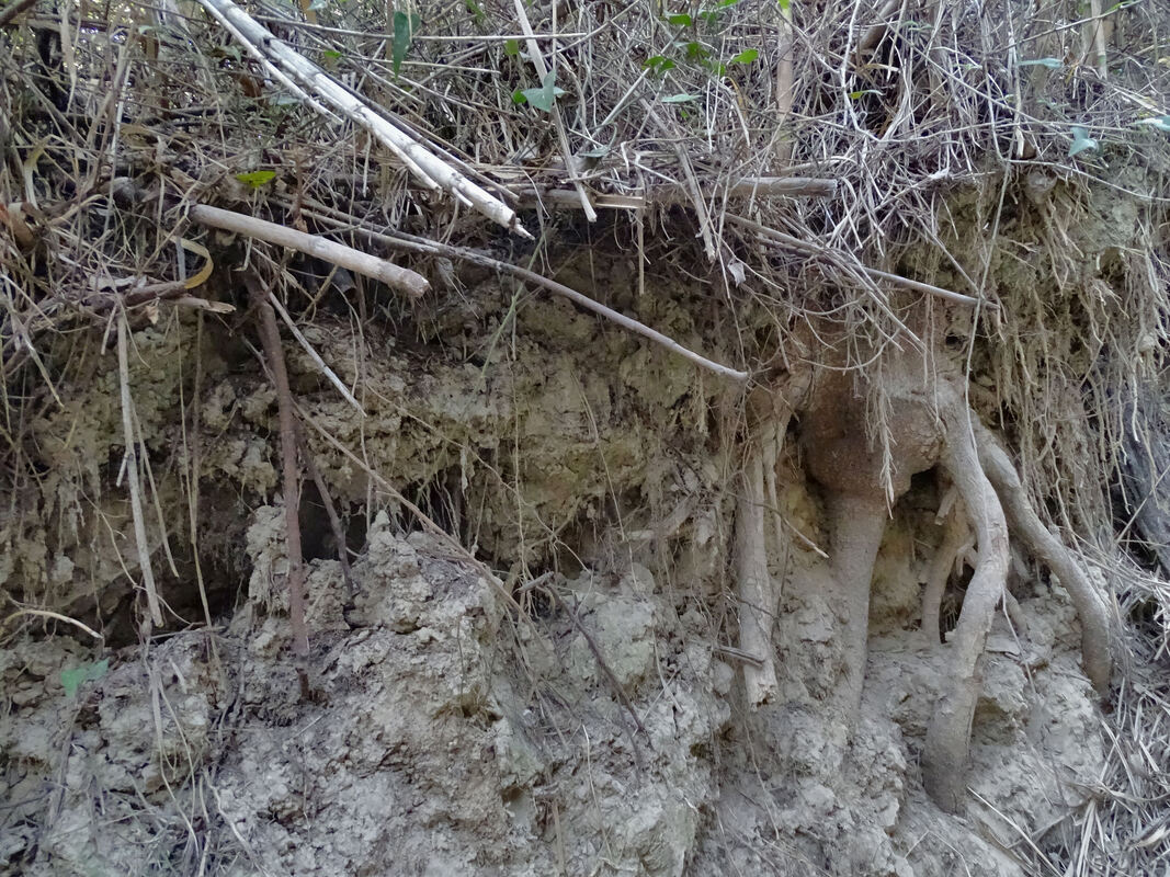 Snažno i razgranato korijenje trske spriječava eroziju susačkog pjeskovitog tla..