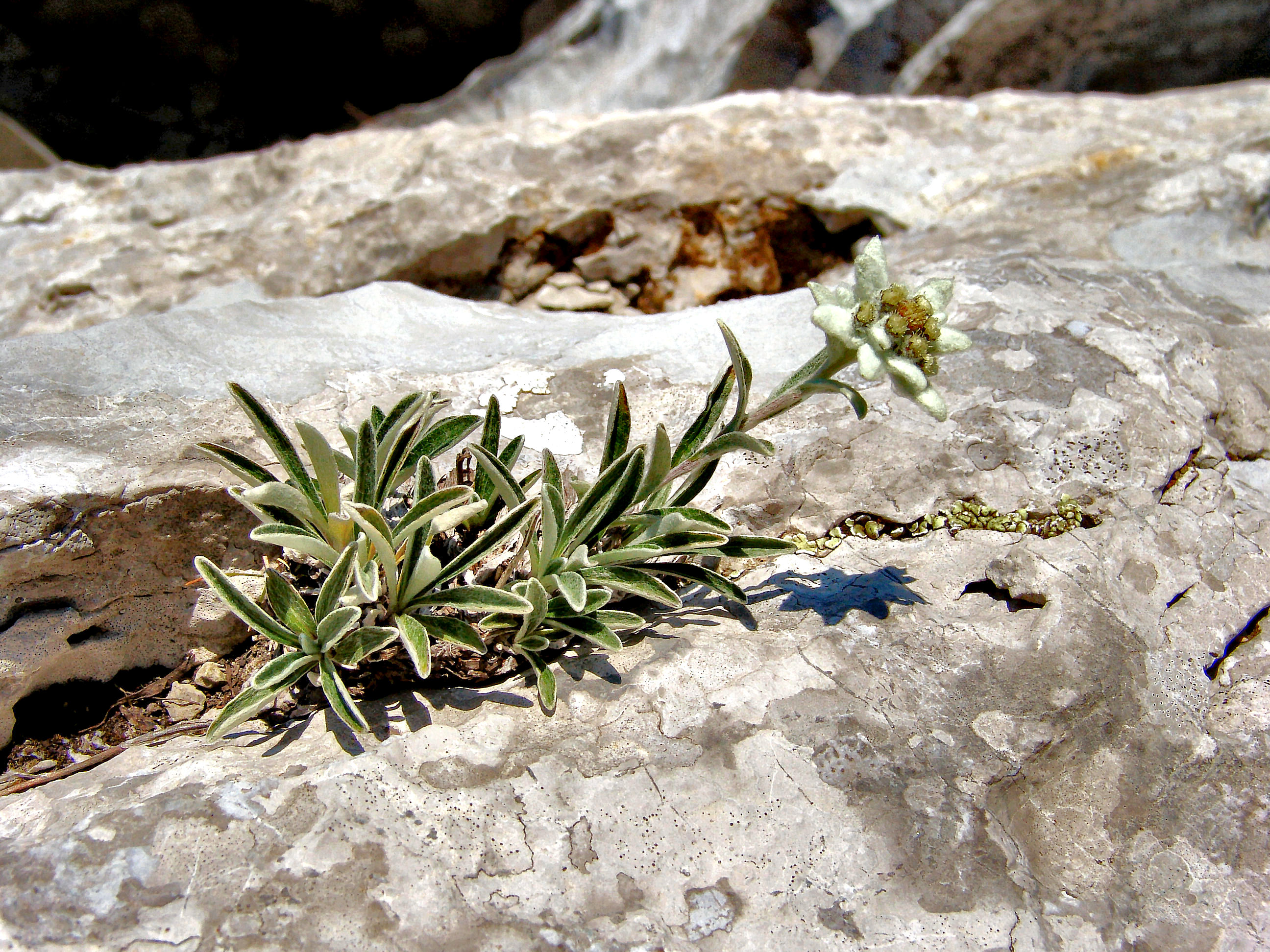 Krški ili planinski runolist (Leontopodium alpinum Cass.)