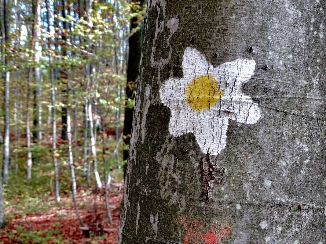 Specifične markacije na stazi - bijele latice sa žutim krugom - prestavljaju cvijet šumaricu.