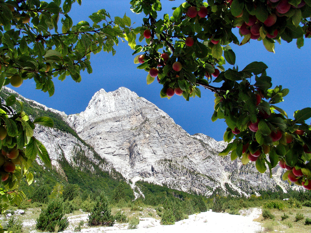 Divlje voćke uz stazu koja vodi prema Pećkom prijevoju (qafa e Pejës)