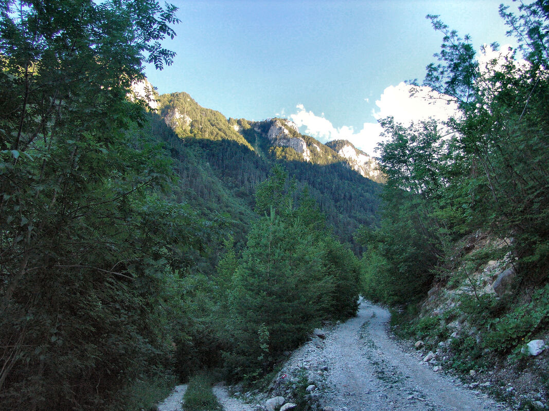 Šumska cesta kroz Boračku dragu