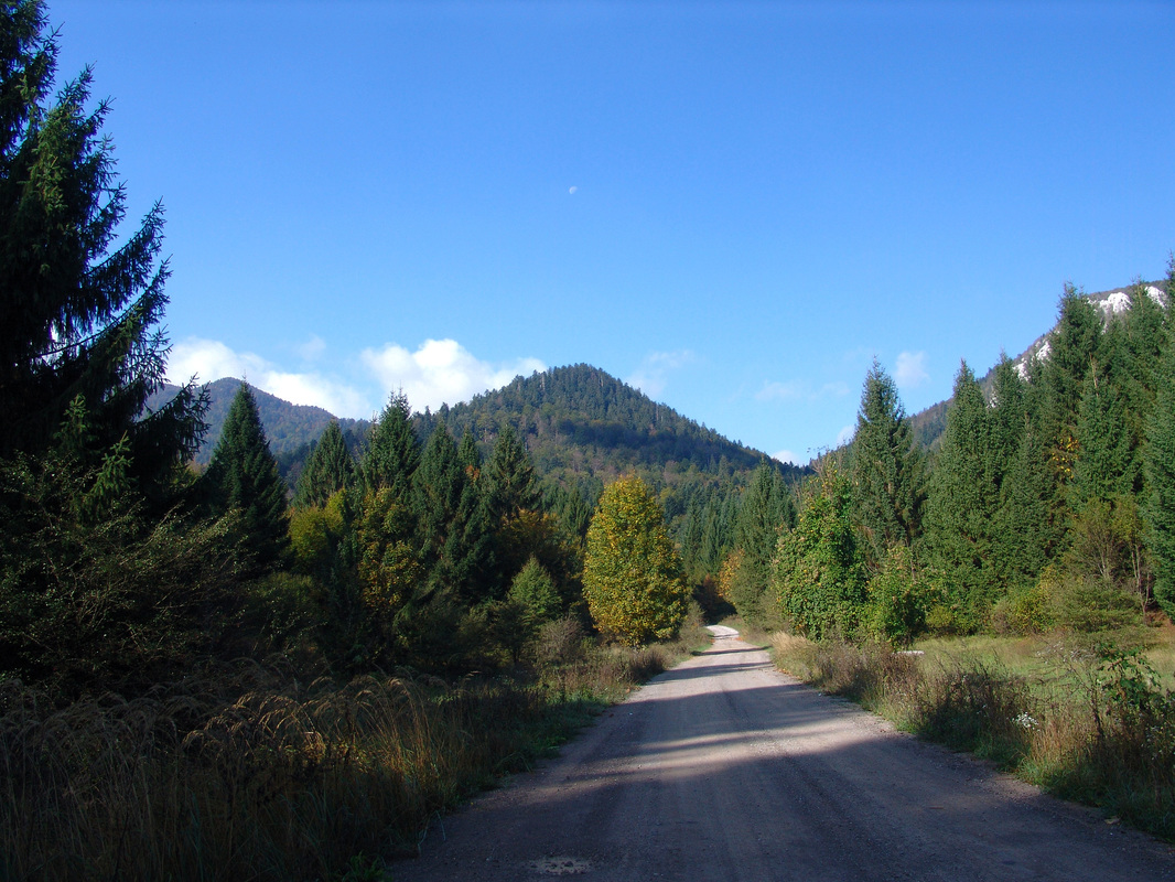Prvi metri odvojka šumske ceste od Jasenka prema Mrkoplju