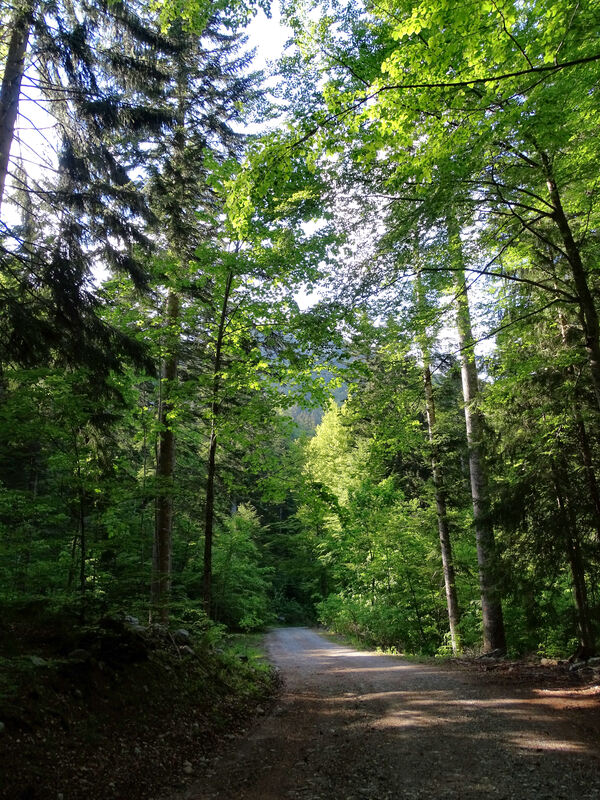 Šumska cesta podno Vratarskog kuka