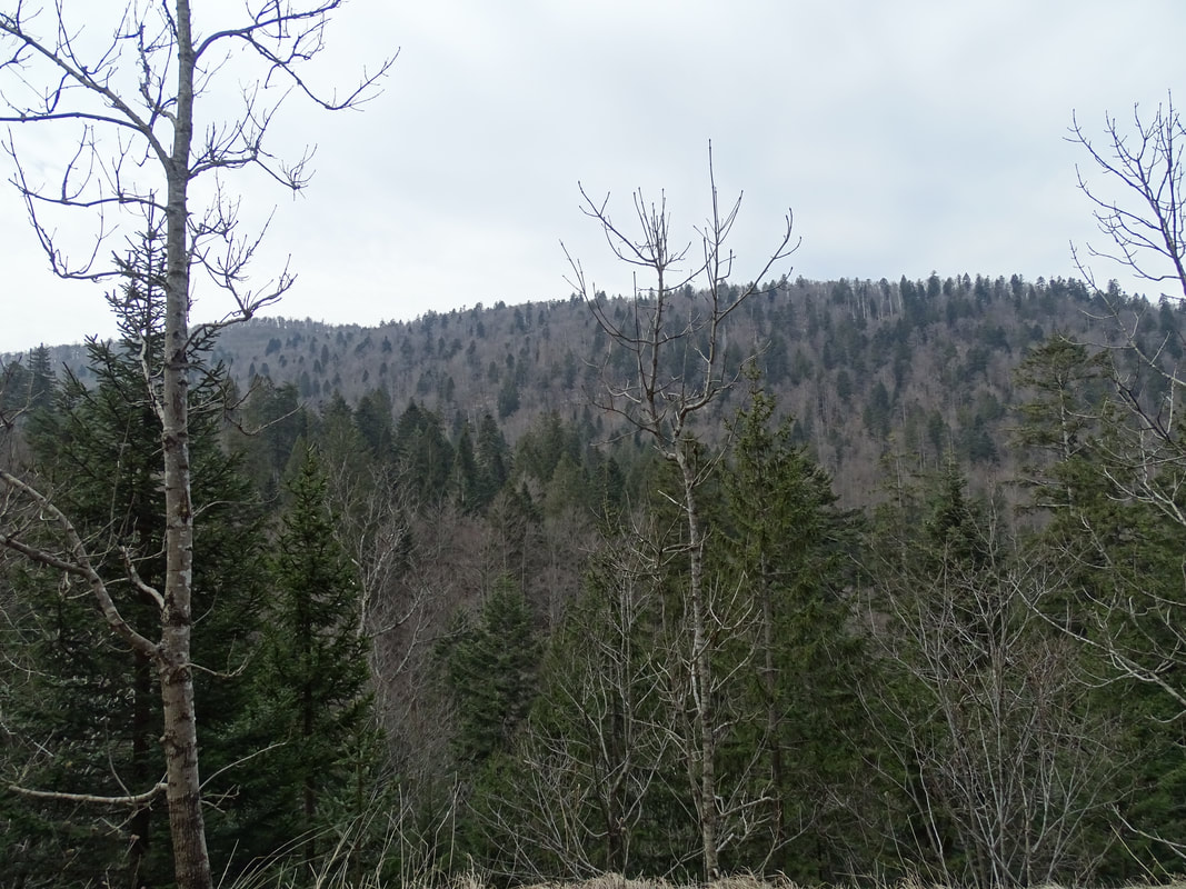 Pogled prema Crnoj kosi iz smjera Kosanovića, sa šumske ceste koja je jedan od mogućih pristupa (od Gomirja) Bijeloj kosi.