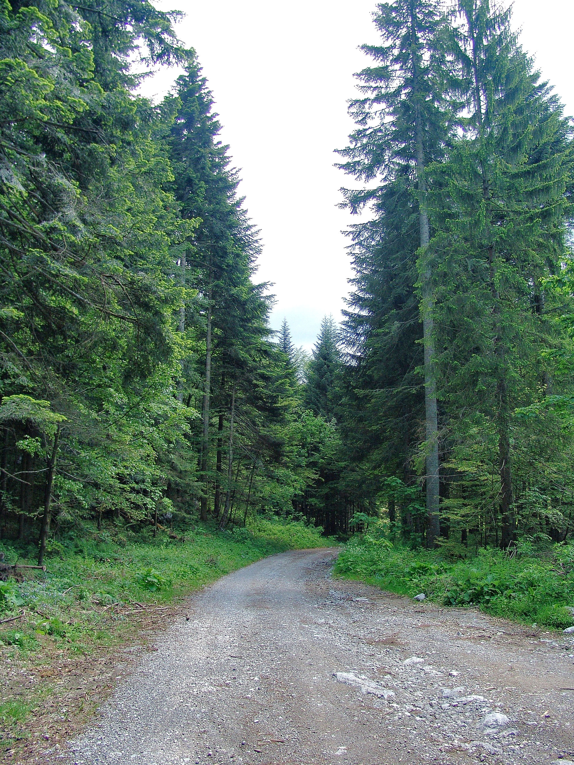 Detalj šumske ceste Jasenak - Mrkopalj Detalj ceste u blizini Jaenka, neposredno poslije odvajanja od Rudolfove ceste Ogulin - Novi Vinodolski.
