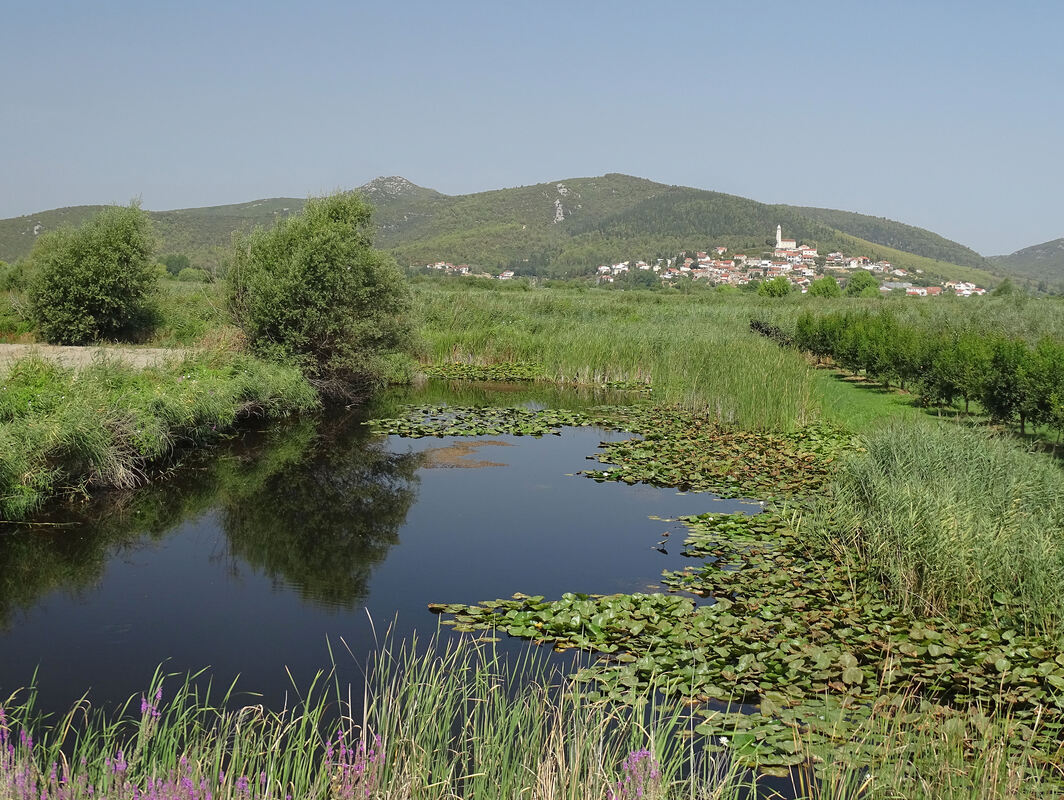 Vid i brdo Dragovija, pogled iz nizinsko močvarnog područja Pod greda u dolini Neretve