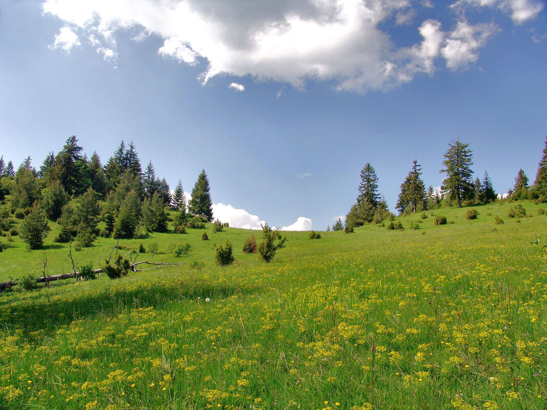 Cvjetni travnjaci na padinama Bukovika iznad Donji Močioca
