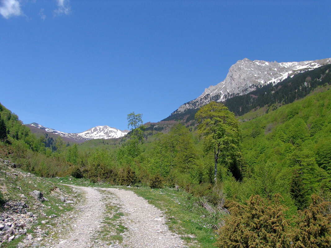 Cesta koja vodi od katuna Rijeka Mojanska prema izvorišnom području Mojanske rijeke, zaobilazeći greben mojanskog Suvog vrha.