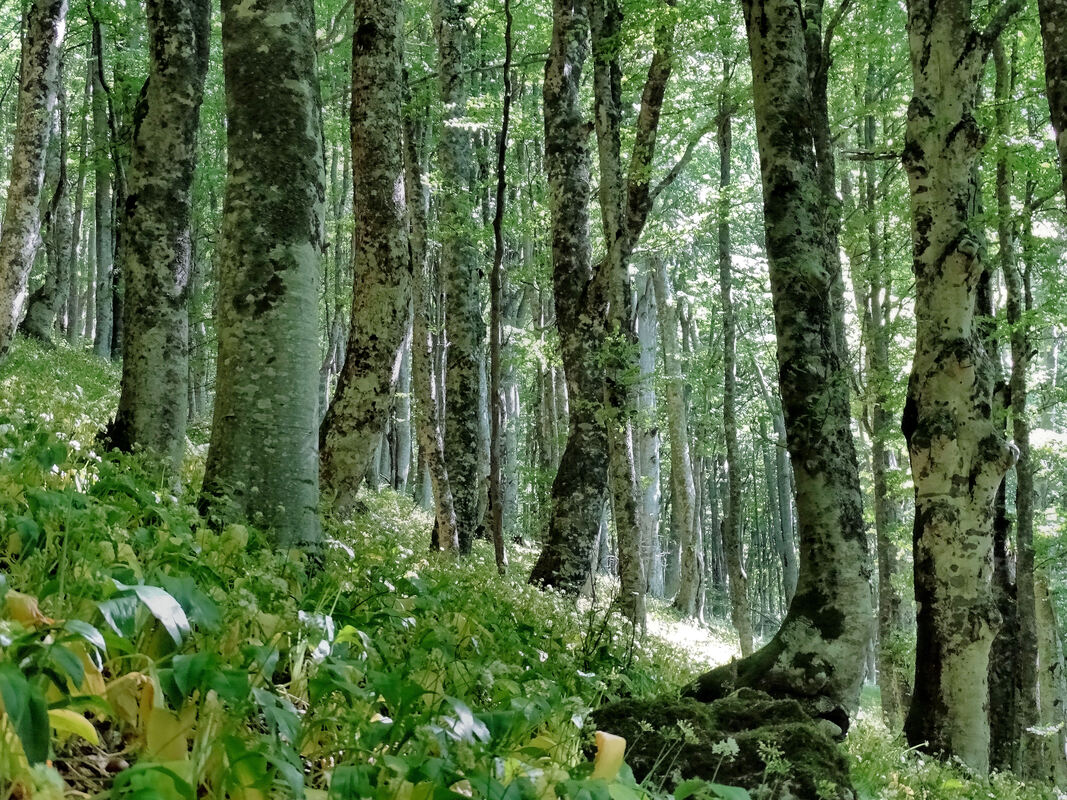 Bukova šuma na južnoj padini Kremena
