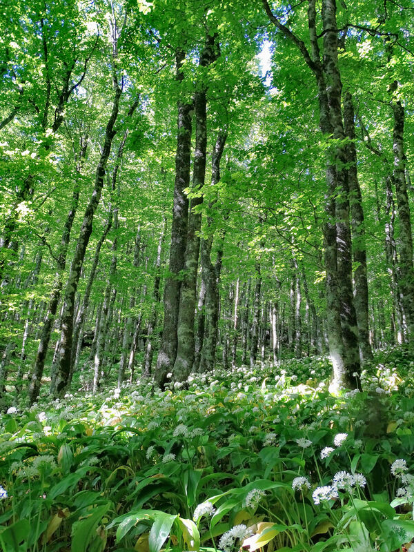 Podnožje guste bukove šume na južnim padinama Kremena u lipnju je prekriveno mnoštvom bijelih cvijetova medvjeđeg luka.