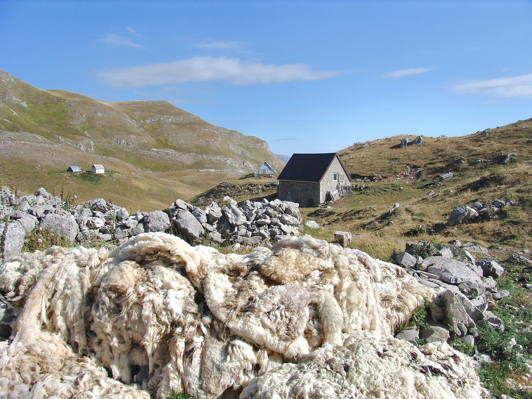 Ostaci ovčje vune nakon striže