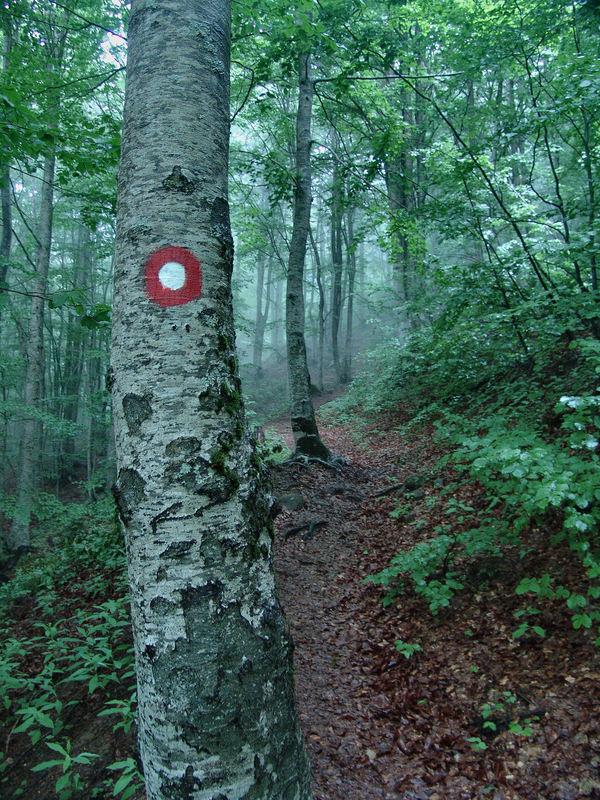 Markirana planinarska staza od Grebaja prema Valušnici