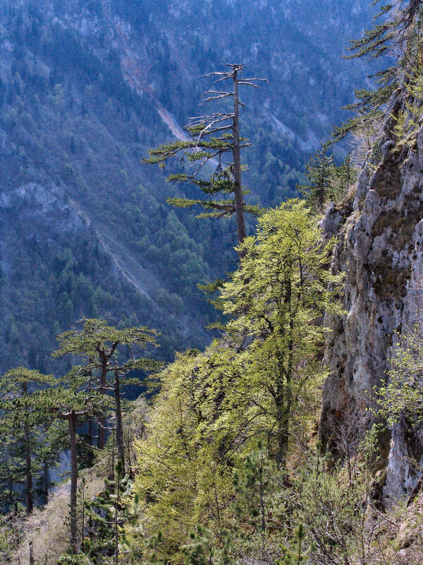 Stabla crnog bora i ostalih vrsta rastu na strmim stijenama nad kanjonom Sušice. 