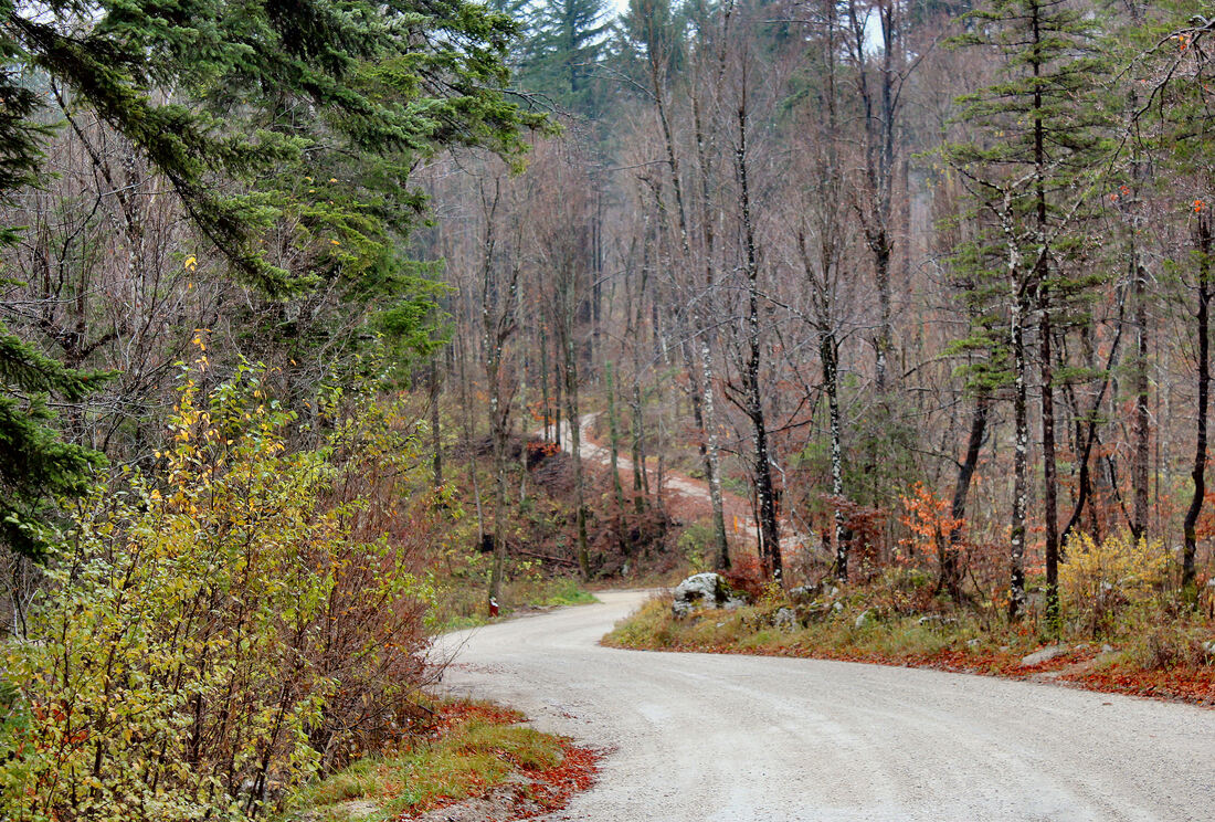 Glavna šumska cesta koja prolazi kroz Rakov Škocjan u sjevernom podnožju Javornika