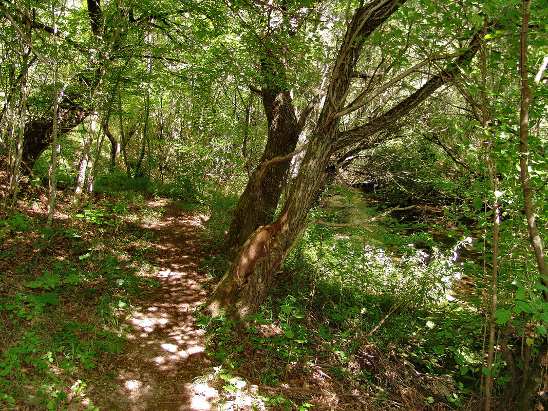 Staza koja vodi prema izvoru Zrmanje kroz nisku šumu